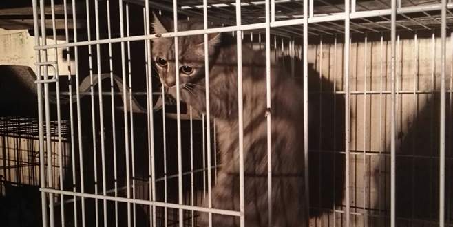Bursa’da kedi kurtarma operasyonu