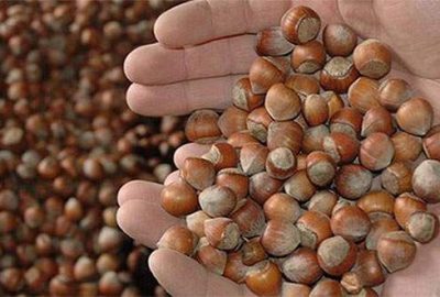 TMO 22 bin ton fındığa 166 milyon TL ödedi