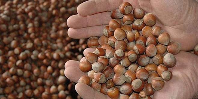 TMO 22 bin ton fındığa 166 milyon TL ödedi