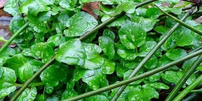 Bebek isteyen çiftlerin imdadına yetişiyor!