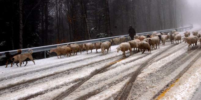 Uludağ’a kar yağdı, koyunların zirve kampı erken bitti