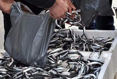 Hamsinin kilosu 5 liraya düştü!