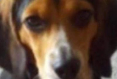 Kız arkadaşı ‘Ya ben ya da köpeğin’ diye resti çekti çocuk ise…