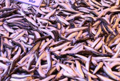 Hamsi 5 liraya düştü