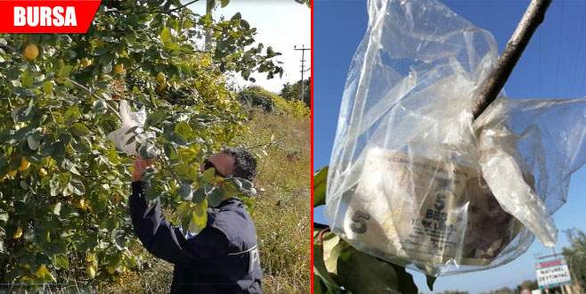 Ağaçtan ayva koparıp yerine para bırakmış