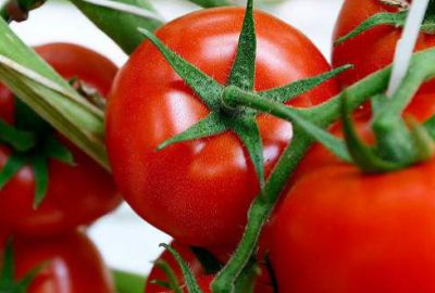 Rusya’ya domates ihracatı başladı