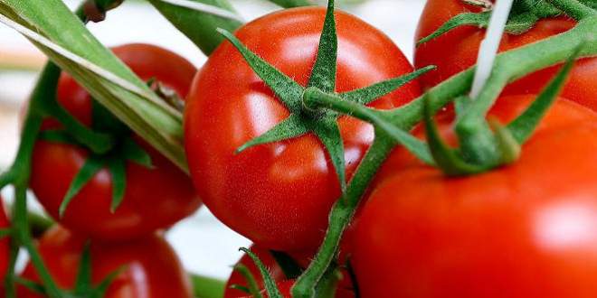 Rusya’ya domates ihracatı başladı