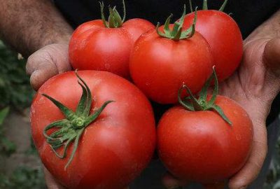 Domates üreticisi umutlandı