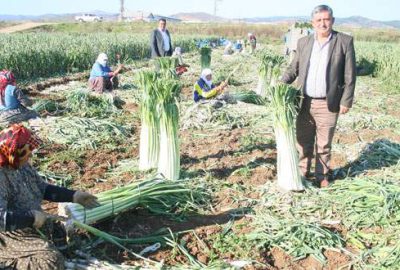 Kışlık sebze üreticisi umduğunu bulamadı