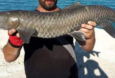 13 baraj gölünde yetiştirilecek