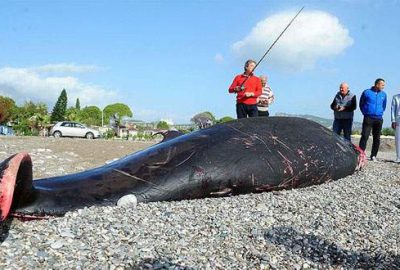 5 metrelik ölü balina kıyıya vurdu