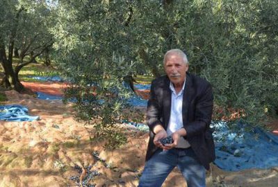 Mudanyalı zeytinci rekolteden umutsuz