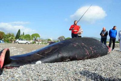 Gömüldükten 1,5 yıl sonra çıkartılacak