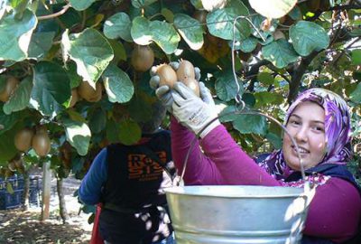 Orhangazi’de kivi üretiminde hızlı artış