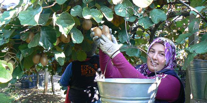 Orhangazi’de kivi üretiminde hızlı artış
