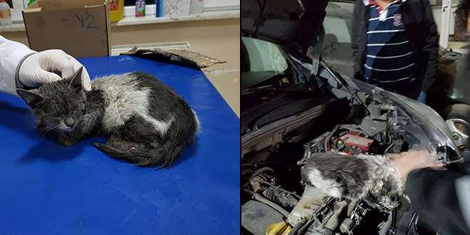 Bursa’da kedi operasyonu