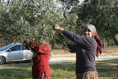 Orhangazili zeytincinin yüksek rekolte sevinci