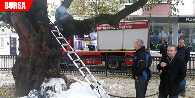 Asırlık çınar son anda kurtarıldı