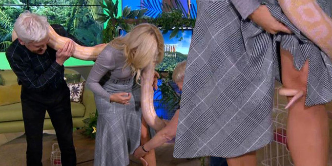 Dalga geçtikleri piton, canlı yayında kontrolden çıktı