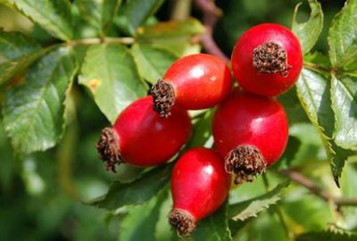 Haftada 3 kere Kuşburnu kaynatıp içerseniz…