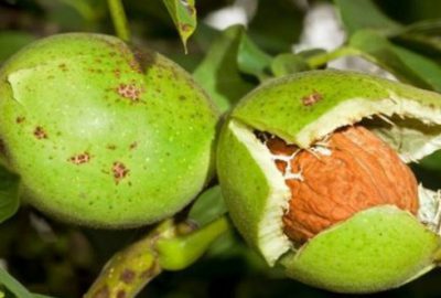 Saçınızdaki beyazlardan bu yöntemle kurtulun!