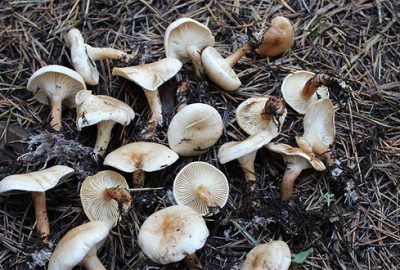 Türkiye’de yeni mantar türü bulundu