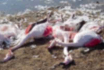 Konya’da flamingo katliamı