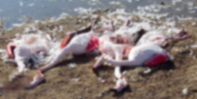 Konya’da flamingo katliamı
