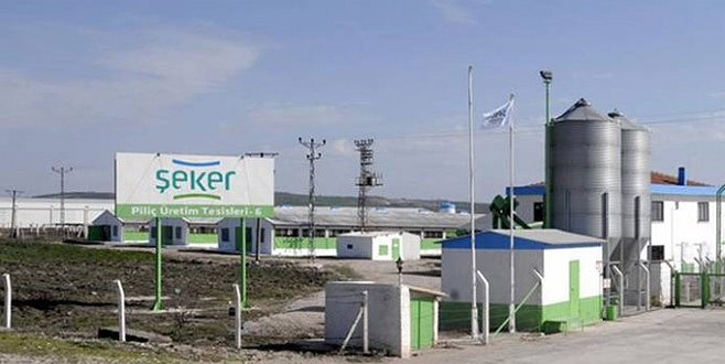 Şeker Piliç elde kaldı