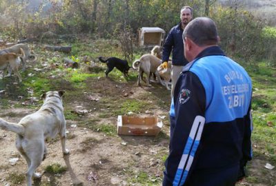Sokak hayvanlarına koruma