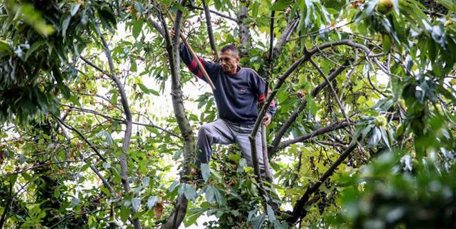 Yevmiyelerini ağaçtan çıkarıyorlar