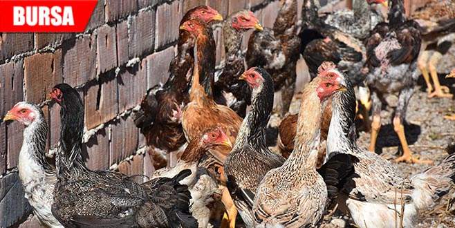 Boyu 1 metreyi geçiyor, çifti 8 bin 300 lira…