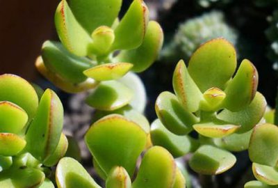 Evinde bu çiçekten olan yaşadı! Para getiriyor