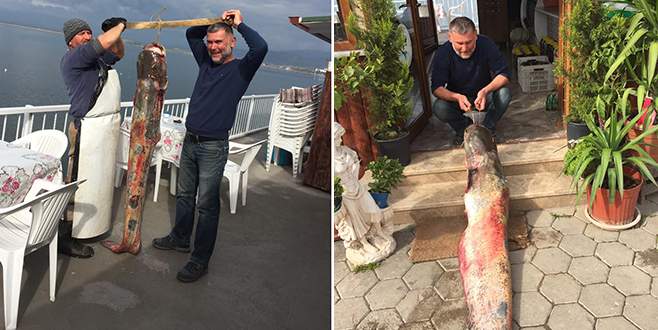 İznik Gölü’nde dev yayın balığı