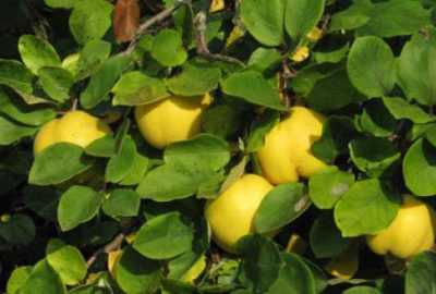 Hem baş ağrısına hem sindirime hem de cinsel sorunlara birebir!