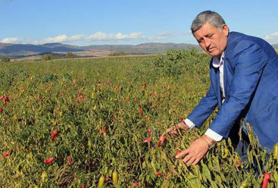 Kırağı Yenişehir’de ekili alana zarar verdi