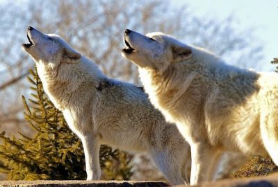 Köpekler ezan sesini duyduklarında neden hep birden ulumaya başlıyorlar?