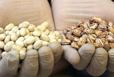 4 kuru baklagilin ithalatında gümrük vergisi sıfırlandı