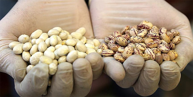 4 kuru baklagilin ithalatında gümrük vergisi sıfırlandı 4 kuru baklagilin ithalatında gümrük vergisi sıfırlandı