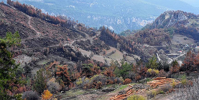 Kömür karasına dönen Zeytinköy’e 15 bin fidan dikilecek