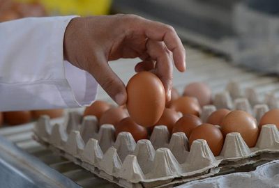 Köy yumurtası ‘hilesi’ bitecek