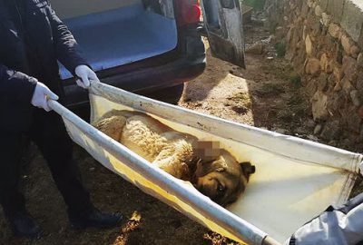 Vahşet! Sokak köpeğini silahla vurdular