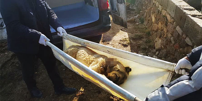 Vahşet! Sokak köpeğini silahla vurdular Vahşet! Sokak köpeğini silahla vurdular