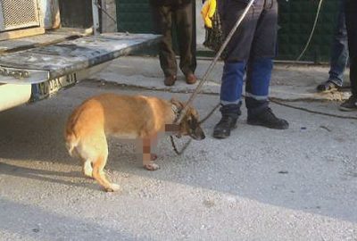 Kavga sırasında bahçede havlayan köpeği bıçakladı