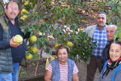 Kumyaka narenciyesi pazara çıkacak