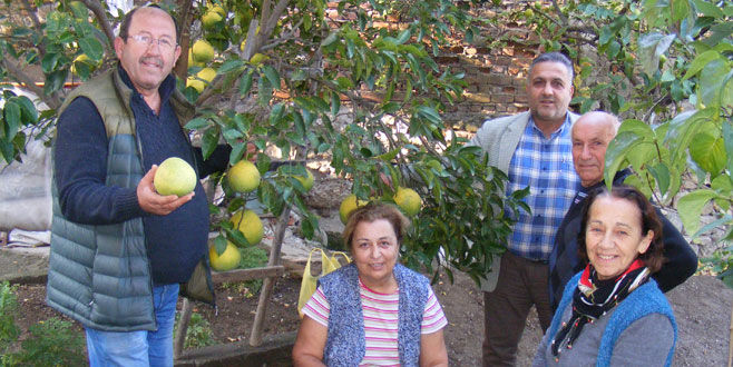 Kumyaka narenciyesi pazara çıkacak