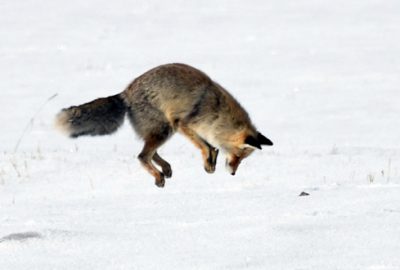 Aç kalan tilkiler fare avında