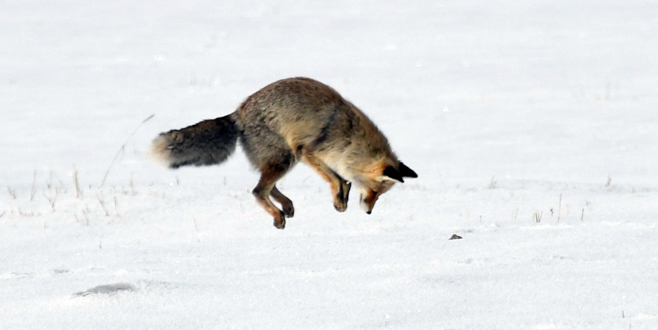 Aç kalan tilkiler fare avında