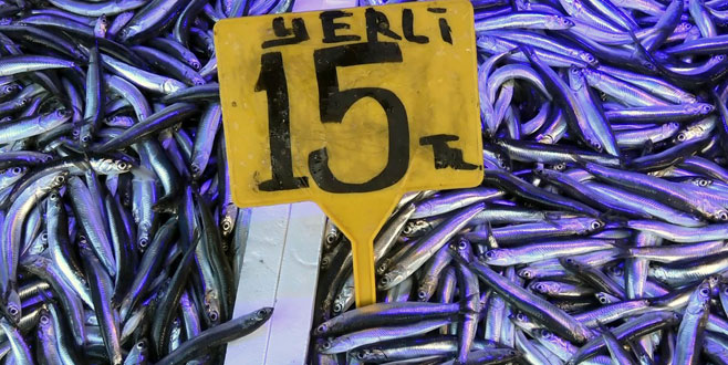 Hamsi fiyatları üçe katlandı