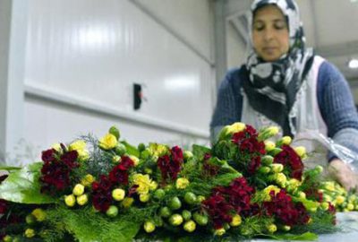 Avrupa’nın yılbaşı çiçekleri Antalya’dan